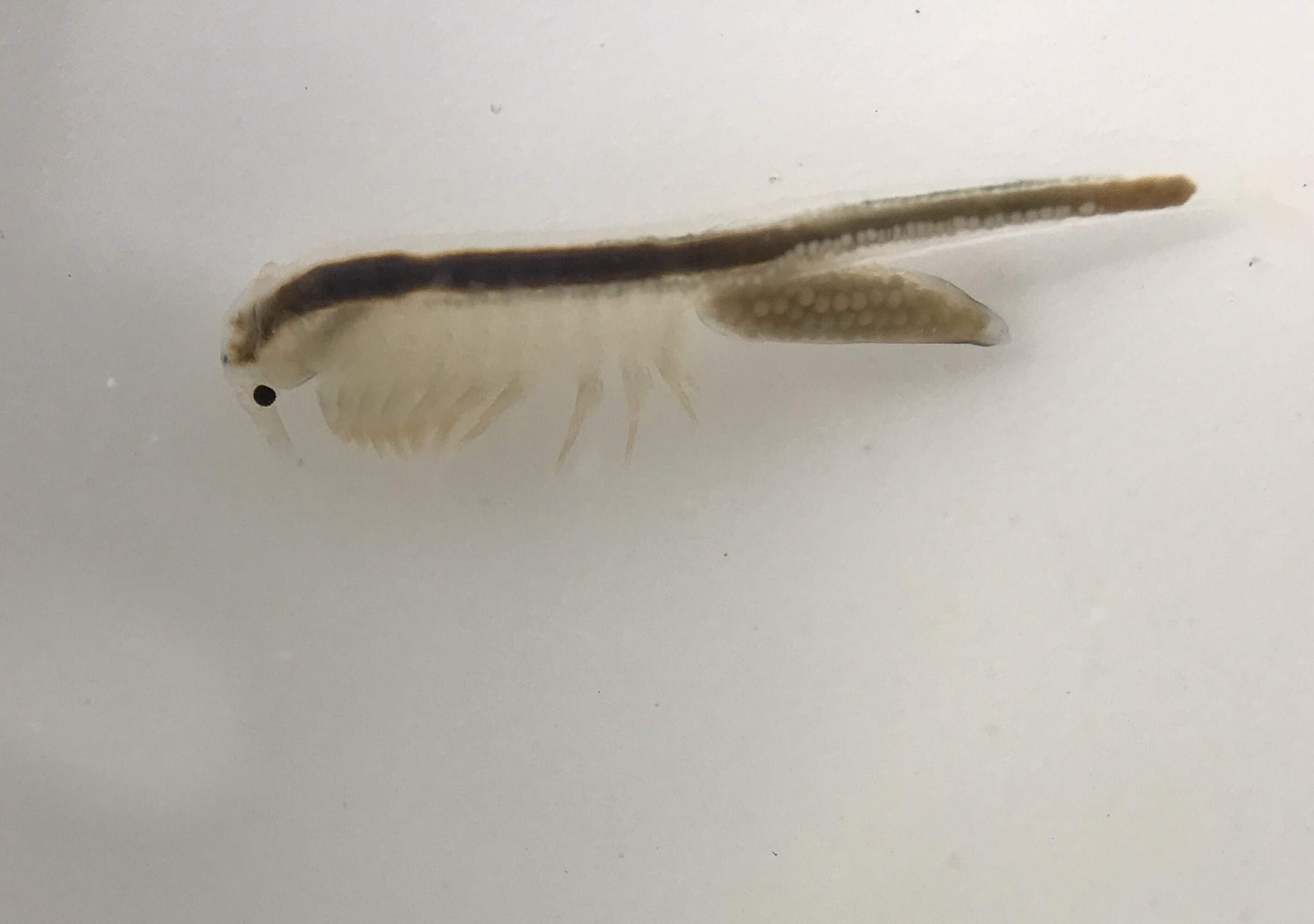 Branchinecta lindahli